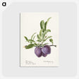 2-66_USDA-Watercolor-Fruit-Painting-Collection_postcard