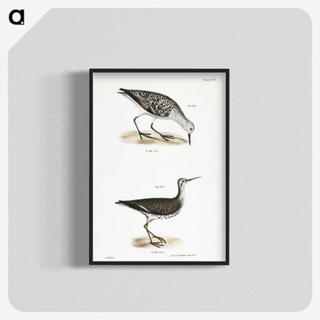 2-66_Zoology-of-New-York_blk-crop