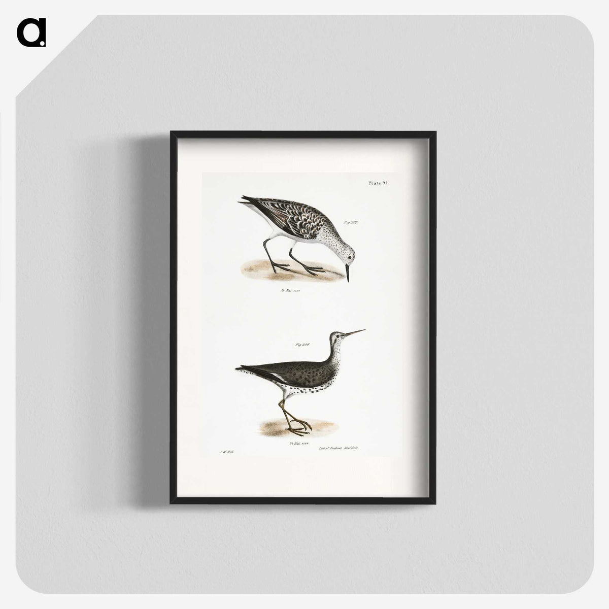 2-66_Zoology-of-New-York_blk