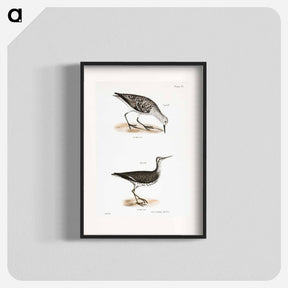アートポスター-Sanderling - ニューヨークの動物学 Poster.