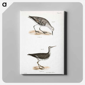 アートパネル-Sanderling - ニューヨークの動物学 Canvas.