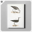 2-66_Zoology-of-New-York_canvas