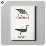 2-66_Zoology-of-New-York_canvas