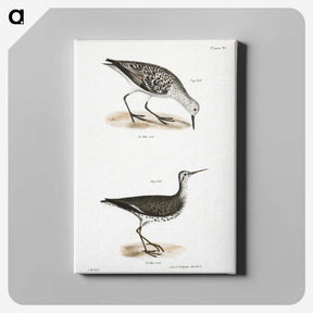 2-66_Zoology-of-New-York_canvas