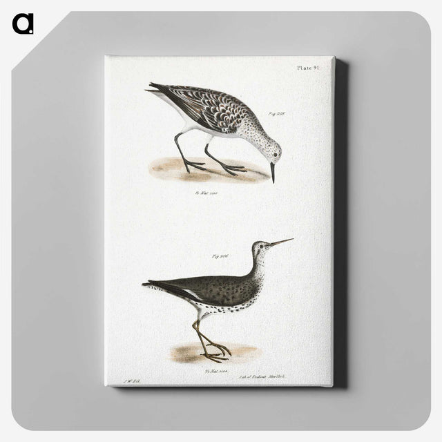 2-66_Zoology-of-New-York_canvas