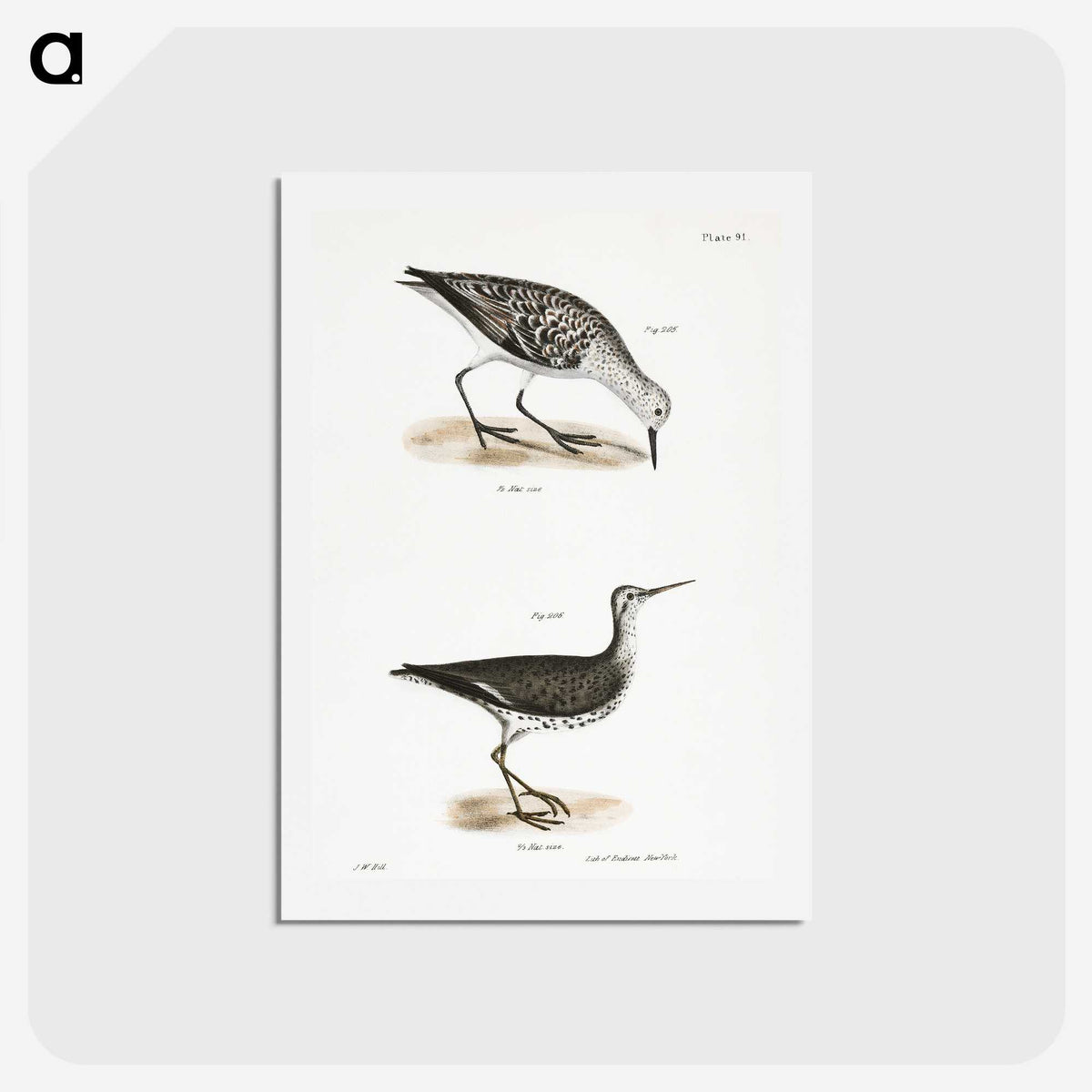 2-66_Zoology-of-New-York_hagaki