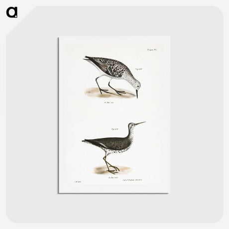 2-66_Zoology-of-New-York_hagaki