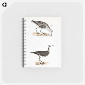 アートメモ帳-Sanderling - ニューヨークの動物学 Memo.