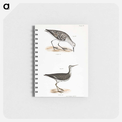 Sanderling - ニューヨークの動物学 Memo.