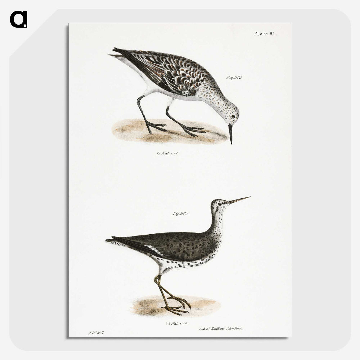 2-66_Zoology-of-New-York_picture-crop