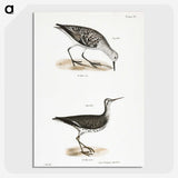 2-66_Zoology-of-New-York_picture-crop