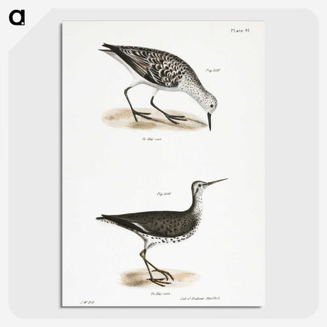 2-66_Zoology-of-New-York_picture-crop