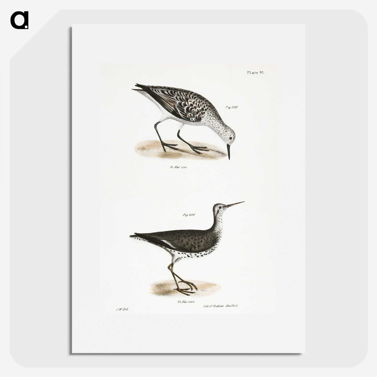 2-66_Zoology-of-New-York_picture