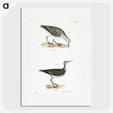 2-66_Zoology-of-New-York_picture