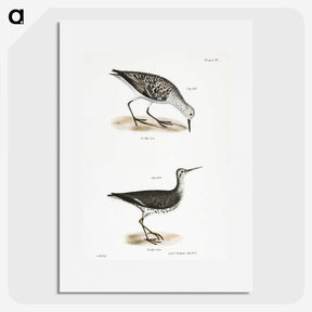 2-66_Zoology-of-New-York_picture