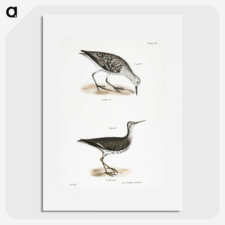2-66_Zoology-of-New-York_picture