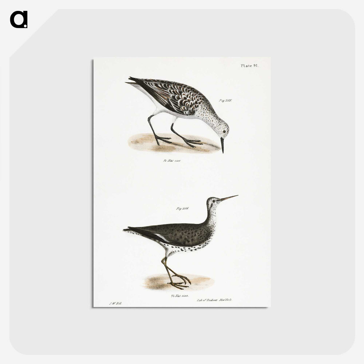 2-66_Zoology-of-New-York_postcard