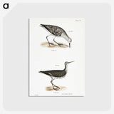 2-66_Zoology-of-New-York_postcard