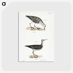 2-66_Zoology-of-New-York_postcard