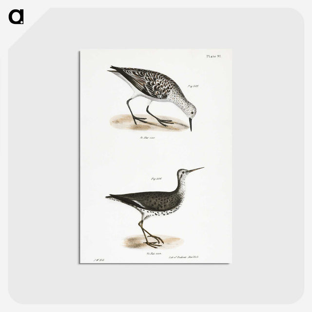 2-66_Zoology-of-New-York_postcard