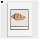 2-67_Anselmus-Boetius-de-Boodt_picture