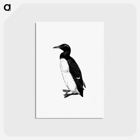 アートポストカード-Penguin Engraving
 - 大英図書館 Postcard.