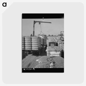 2-67_Dorothea-Lange_postcard