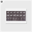 アートポストカード-Animal Locomotion
 - エドワード マイブリッジ Postcard.