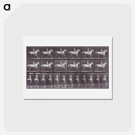 アートポストカード-Animal Locomotion
 - エドワード マイブリッジ Postcard.