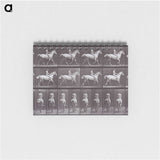 2-67_Eadweard-Muybridge_memo