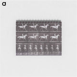 アートメモ帳-Animal Locomotion
 - エドワード マイブリッジ Memo.