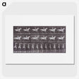 2-67_Eadweard-Muybridge_picture