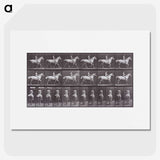 2-67_Eadweard-Muybridge_picture
