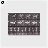アートポストカード-Animal Locomotion
 - エドワード マイブリッジ Postcard.
