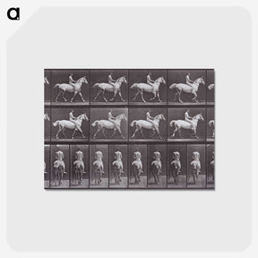 2-67_Eadweard-Muybridge_postcard