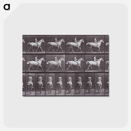 アートポストカード-Animal Locomotion
 - エドワード マイブリッジ Postcard.