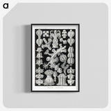 2-67_Ernst-Haeckel_blk-crop
