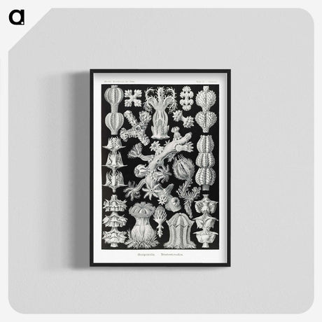 2-67_Ernst-Haeckel_blk-crop