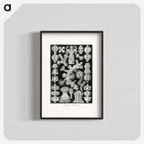 2-67_Ernst-Haeckel_blk
