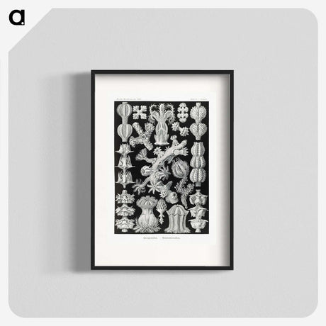2-67_Ernst-Haeckel_blk