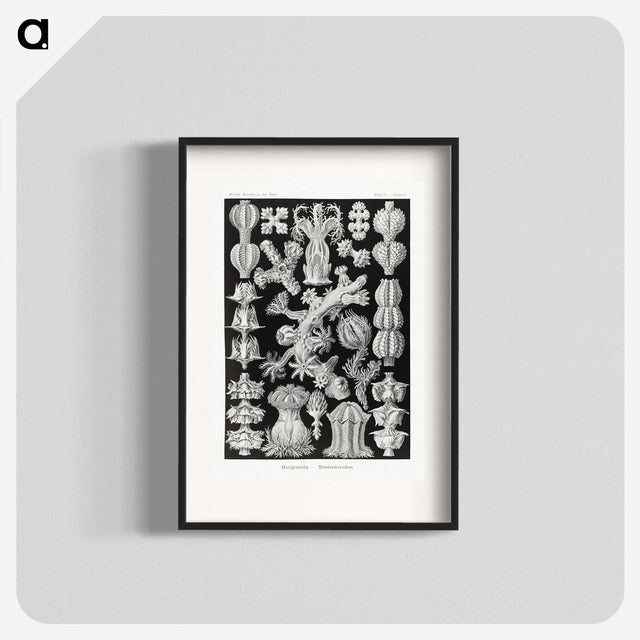 2-67_Ernst-Haeckel_blk