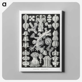 2-67_Ernst-Haeckel_canvas