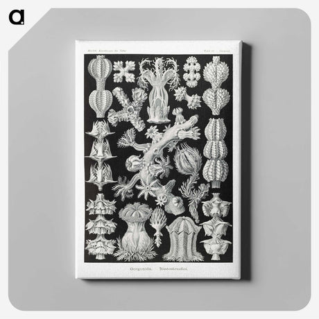 2-67_Ernst-Haeckel_canvas