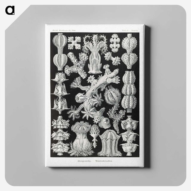 2-67_Ernst-Haeckel_canvas