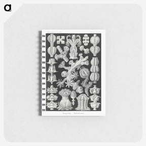 2-67_Ernst-Haeckel_memo