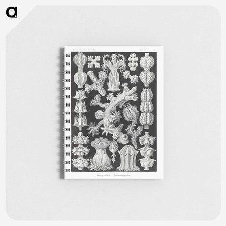 2-67_Ernst-Haeckel_memo