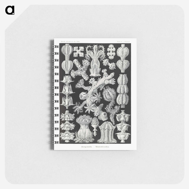 2-67_Ernst-Haeckel_memo