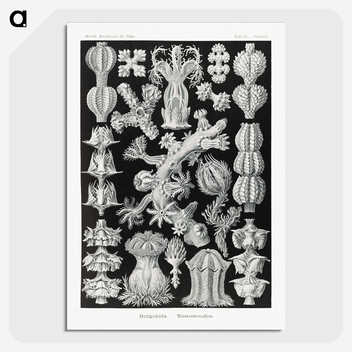 2-67_Ernst-Haeckel_picture-crop