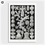 2-67_Ernst-Haeckel_picture-crop