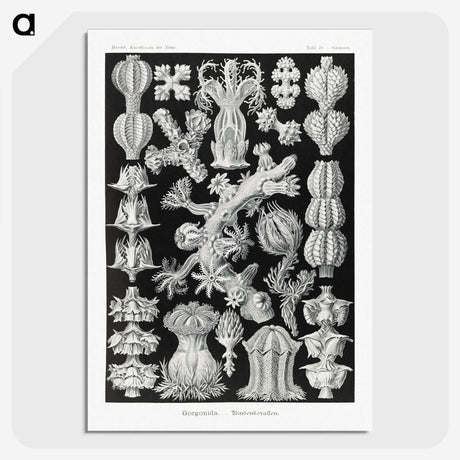 2-67_Ernst-Haeckel_picture-crop